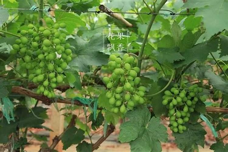 油桃尖发黑变烂