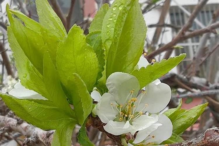 李子树开大花的时候能不能装铁肥