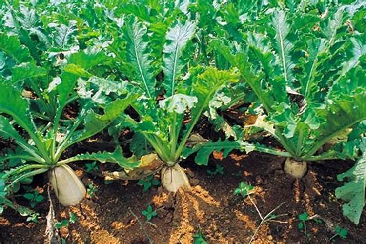 水肥发酵方法水肥是酸性还是碱性