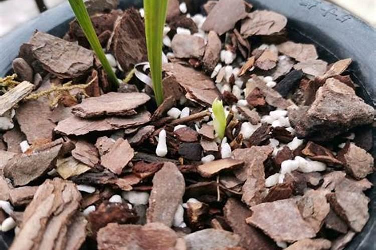 油桃放在香蕉箱里怎么烂果？