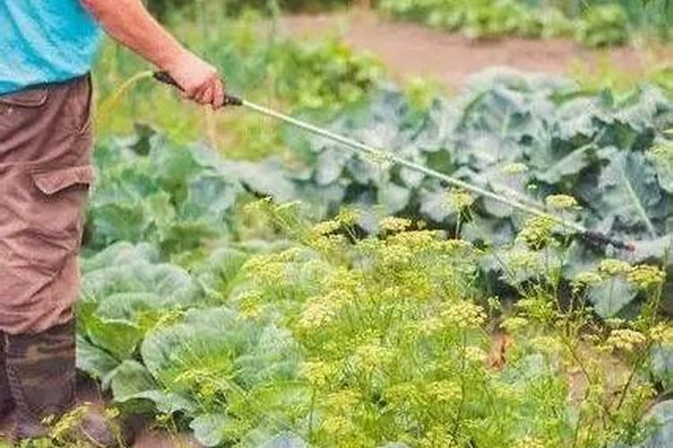 若梨木虱的黑液沾到了梨子上,有什么途径能去掉梨子的黑色？