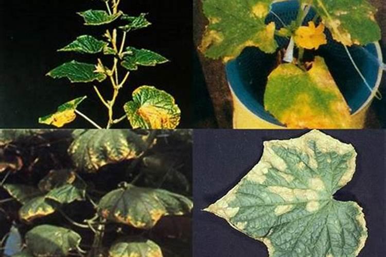 家里老鼠很多怎么办有什么土方法没？