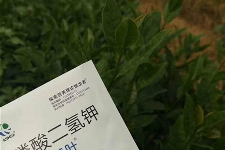 生菜叶片增厚用什么叶面肥
