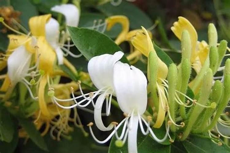 大白菜需要追肥几次,该如何选择肥料？