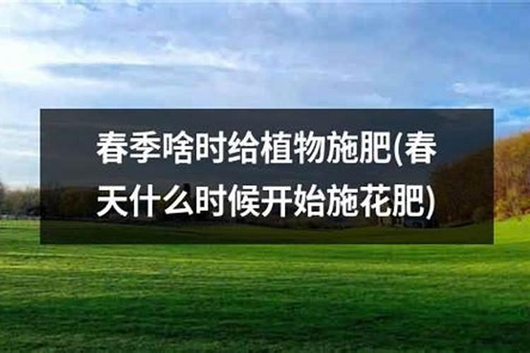 白芷什么时候追肥？如何追肥最有效？