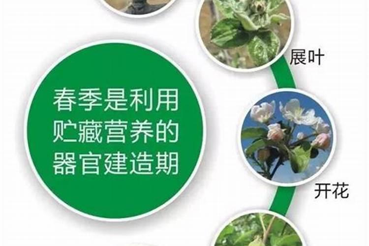 春季小麦施什么肥合适(开春小麦主要上什么肥料为主)