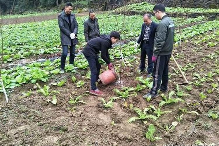 磷酸二氢钾与硫酸镁能混用吗(一起用对作物的影响)