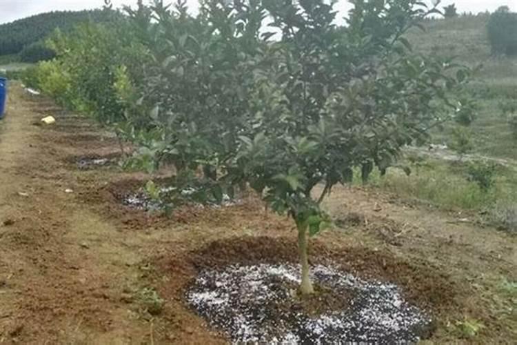 新栽果树树坑里怎样施底肥？可别再犯这些错误了