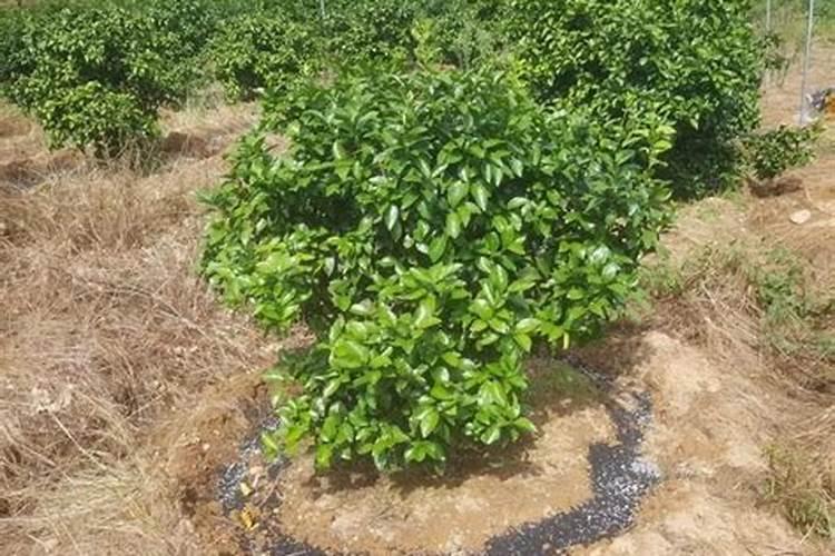 毛豆种下去什么时候施肥最好？