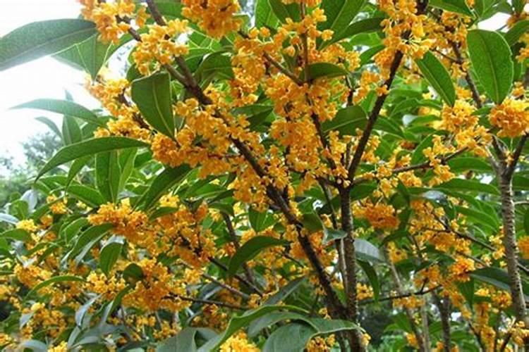 夏季杜鹃花施肥方法
