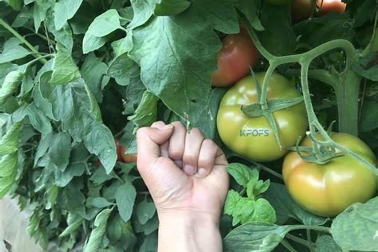 杜鹃花什么时候施肥,夏天能施肥吗？