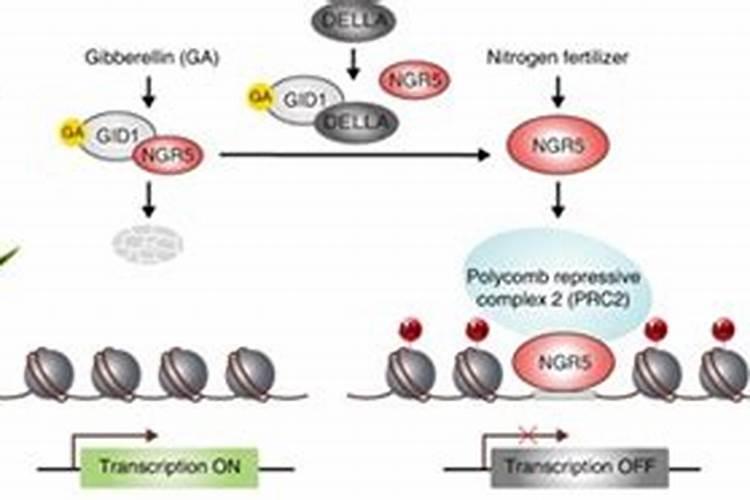 如何防止西瓜死苗烂根？