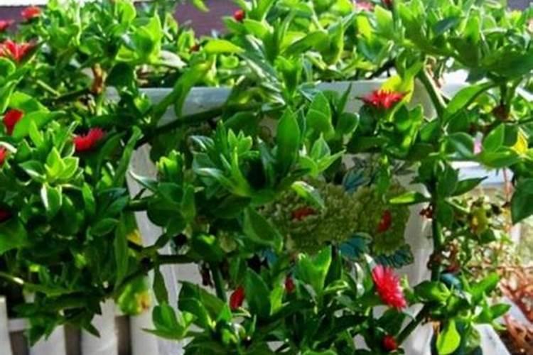 复合肥适合哪些花