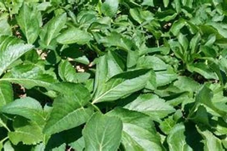 二胺用来养花可以吗？