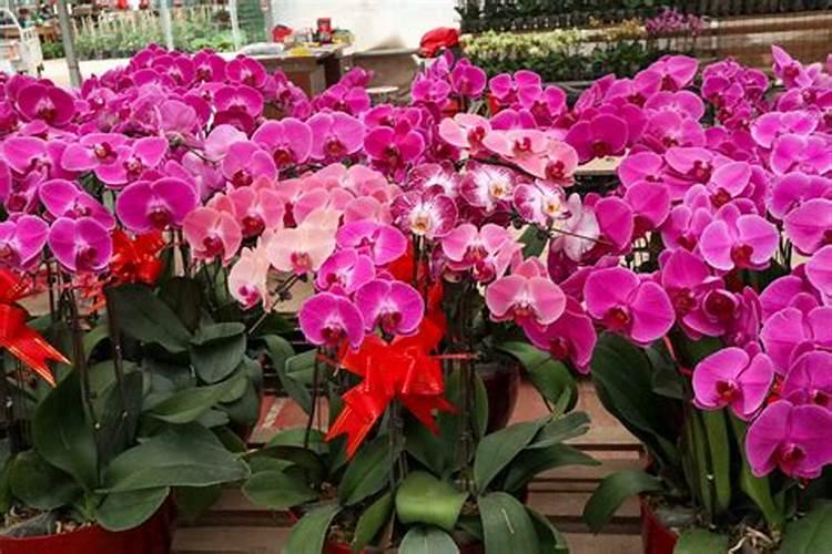 蝴蝶兰开花的时候可以施肥吗 蝴蝶兰怎么施肥好