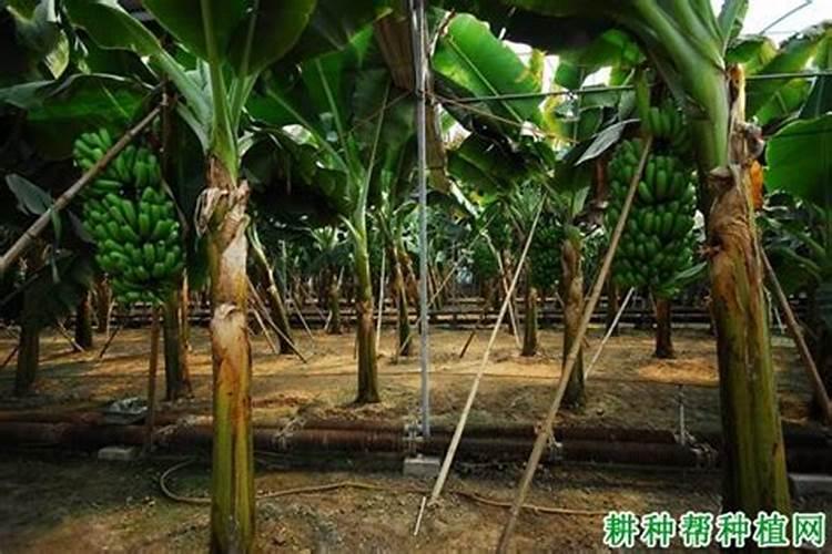 香蕉种植效益好,种植香蕉的时候应该注意哪些事项？