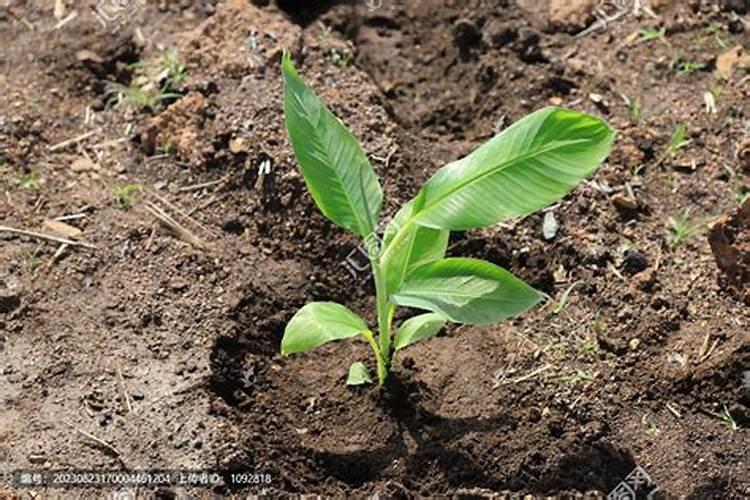 香蕉科学施肥方法,什么时候适合施肥