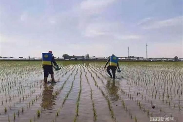花生肤水肥多久用一次