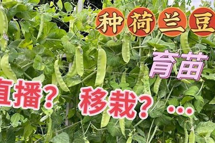 荷兰豆种植