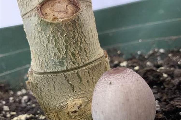 植物施钾肥应间隔多久 植物施钾肥的最佳时间间隔是多久？