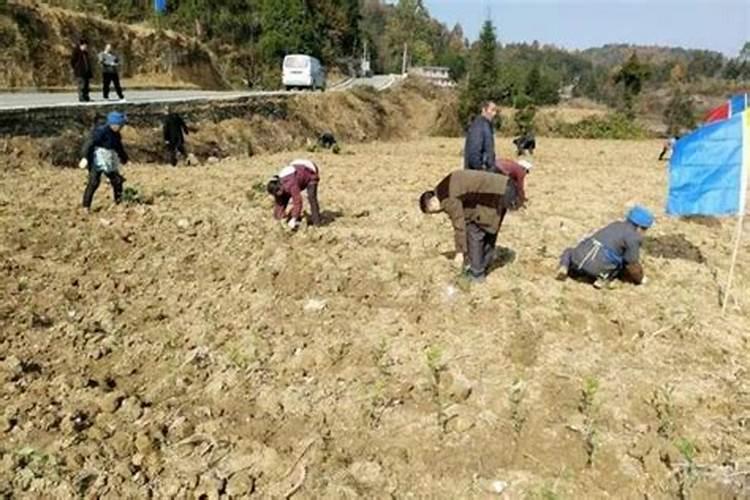 氨基酸水溶肥的功效与作用是什么