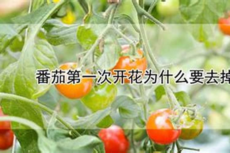 番茄(西红柿)应该施什么肥？