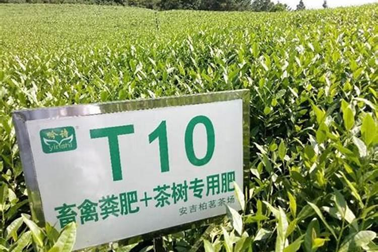 大量磷肥烧根吗,磷肥怎样使用才是正确的