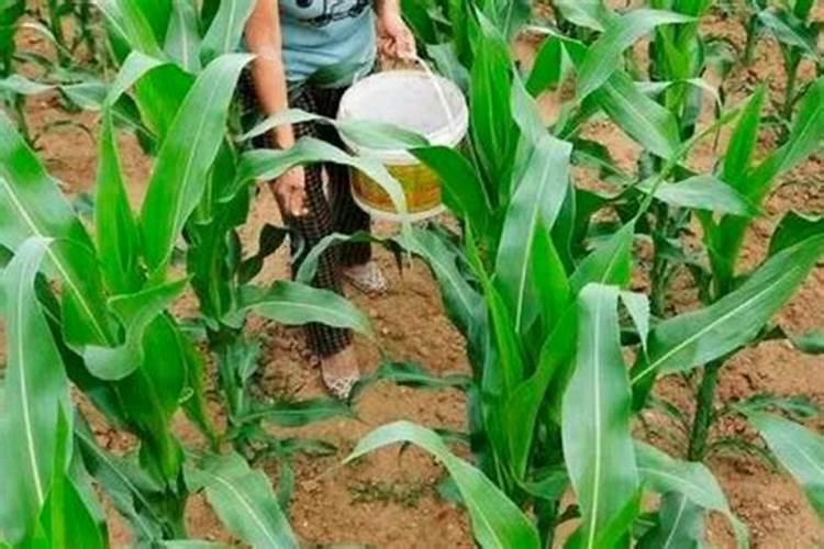 红豆会不会爬藤