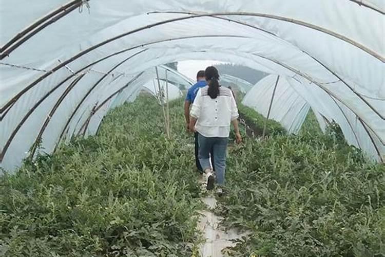 怎样种植满天星