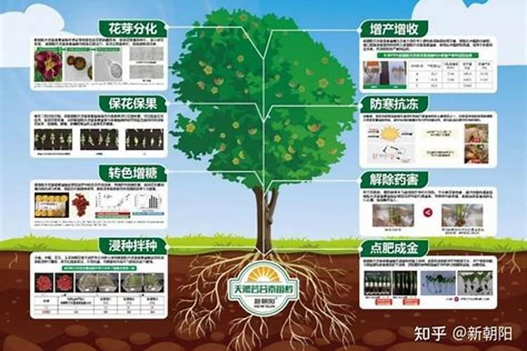 火龙果打什么药好