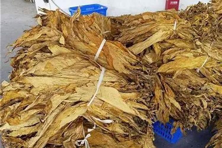 发财树种钱是放盆底下还是放土壤里比较好？