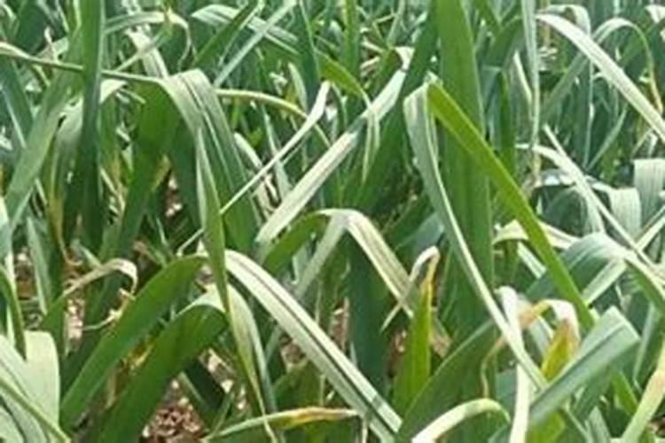 沙糖桔什么时候环割