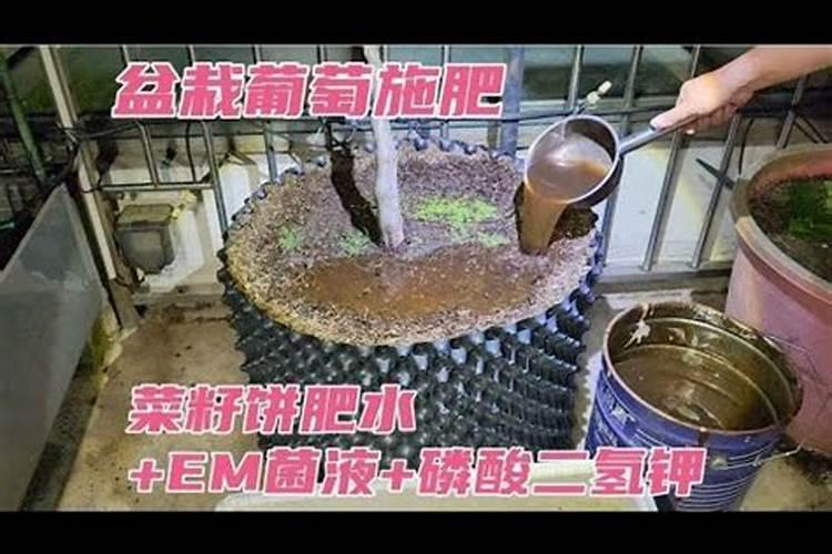 菜籽饼怎么发酵肥水