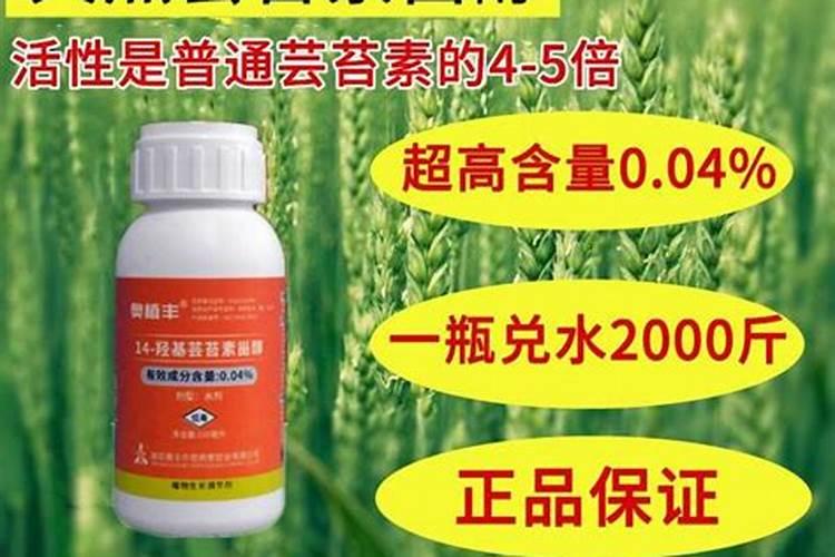 番茄使用芸苔素内酯的功效和注意事项是什么？