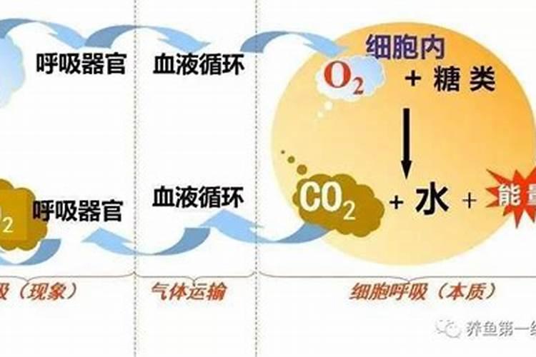 长寿花打骨朵怎么浇水花卉百科