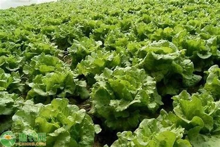 长寿花打骨朵后怎么养？长寿花打骨朵了需要怎样养护