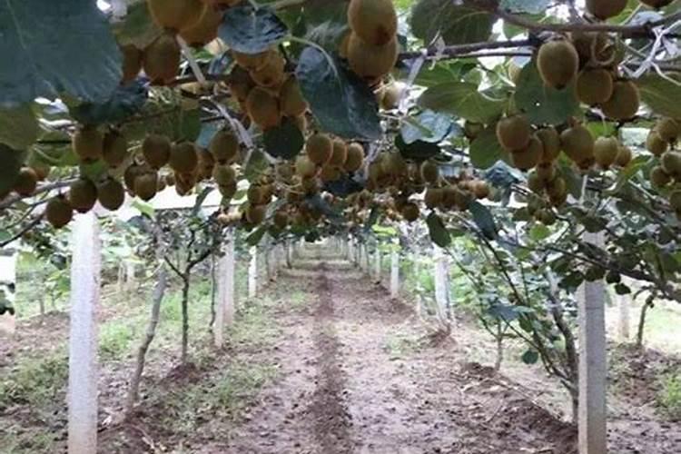 桃树施壮果肥最佳时间 施肥方法有哪些
