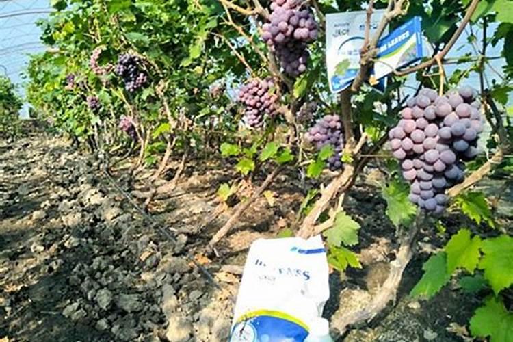 养花的营养土能不能拿来种菜