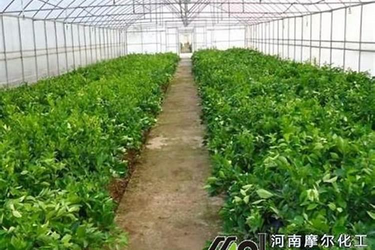 复合肥撒施效果怎么样(复合肥撒施好还是埋施好)