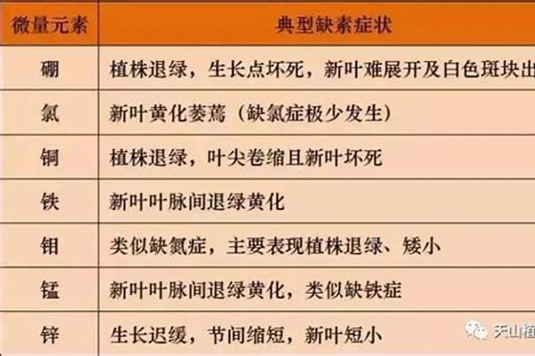 火龙果小苗不长怎么办