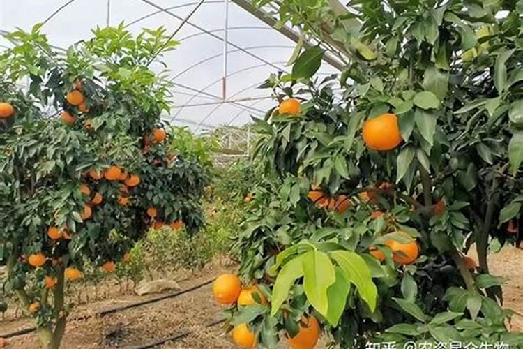 西瓜挂果后施什么肥