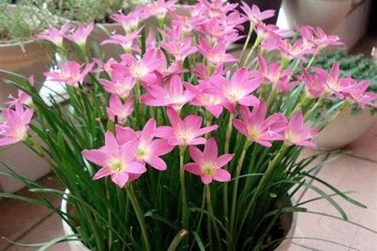 楚天化复合肥哪里有卖的