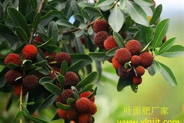 什么果树不能打乐果