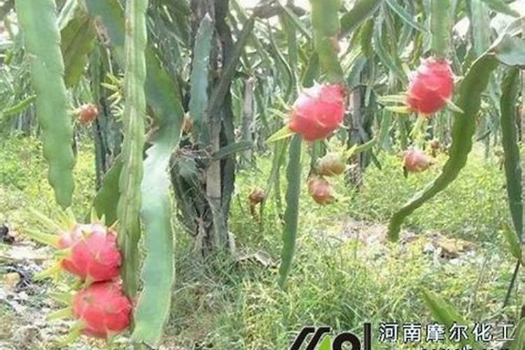 火龙果施什么肥长得快火龙果长得快施什么肥