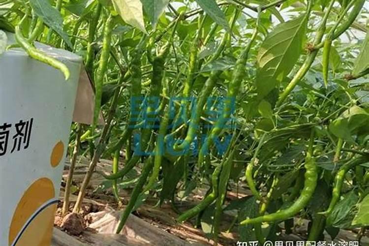 大龙果打顶施什么肥？