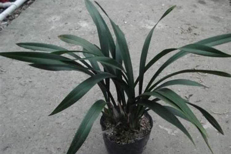 红心蜜柚栽培要点