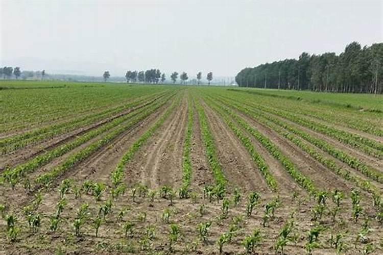 红糖制作液体有机肥的配方