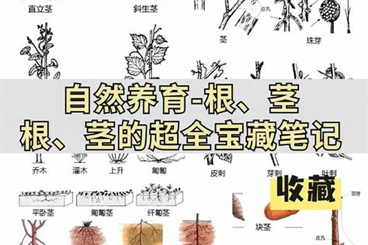 为什么草莓放久一点软了以后会更甜