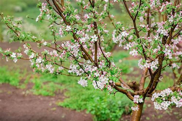 2025年7月磷肥国际价格