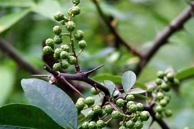 芍药花水养方法 芍药花水养需要注意什么